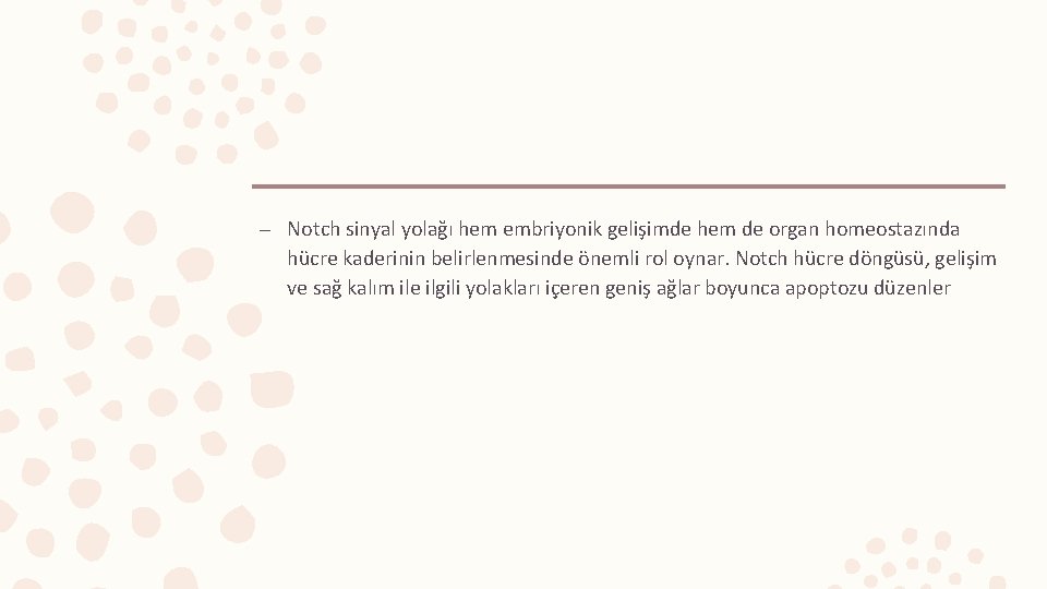 – Notch sinyal yolağı hem embriyonik gelişimde hem de organ homeostazında hücre kaderinin belirlenmesinde