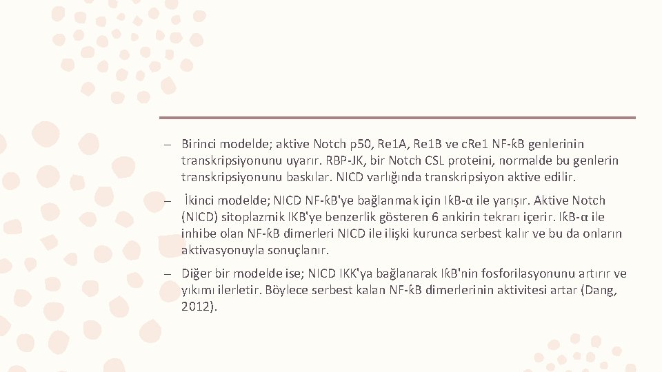 – Birinci modelde; aktive Notch p 50, Re 1 A, Re 1 B ve