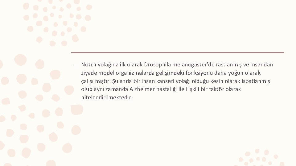– Notch yolağına ilk olarak Drosophila melanogaster'de rastlanmış ve insandan ziyade model organizmalarda gelişimdeki