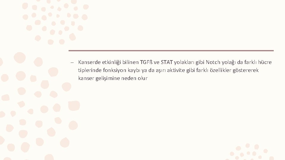 – Kanserde etkinliği bilinen TGFß ve STAT yolakları gibi Notch yolağı da farklı hücre