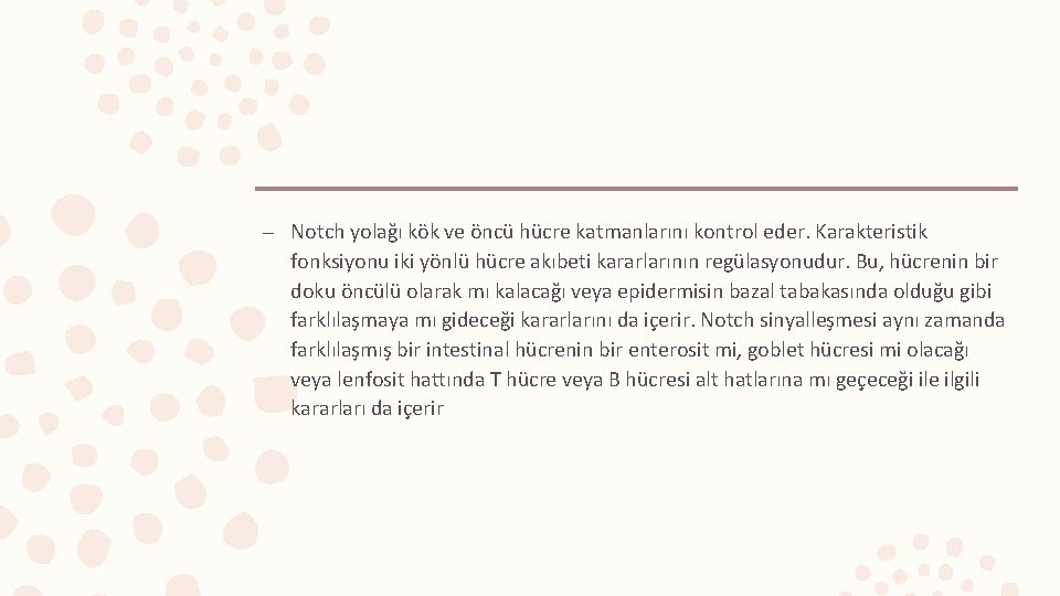 – Notch yolağı kök ve öncü hücre katmanlarını kontrol eder. Karakteristik fonksiyonu iki yönlü