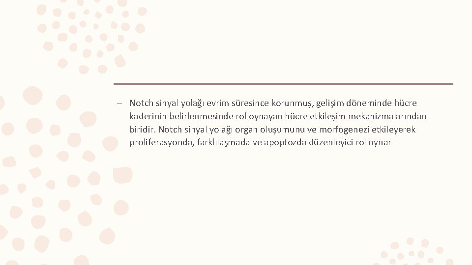 – Notch sinyal yolağı evrim süresince korunmuş, gelişim döneminde hücre kaderinin belirlenmesinde rol oynayan