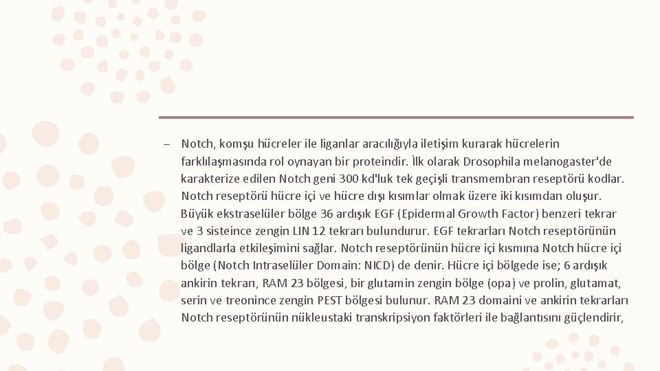 – Notch, komşu hücreler ile liganlar aracılığıyla iletişim kurarak hücrelerin farklılaşmasında rol oynayan bir