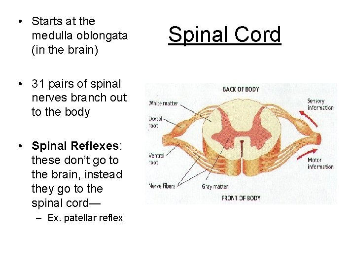  • Starts at the medulla oblongata (in the brain) • 31 pairs of