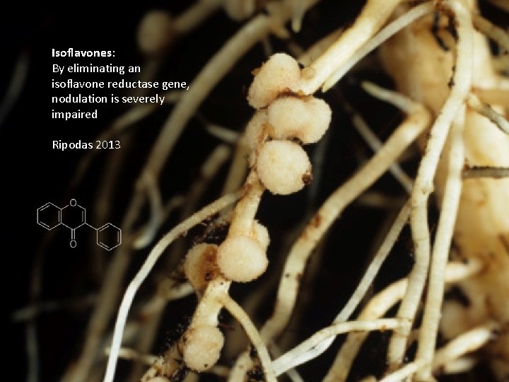 Isoflavones: By eliminating an isoflavone reductase gene, nodulation is severely impaired Ripodas 2013 