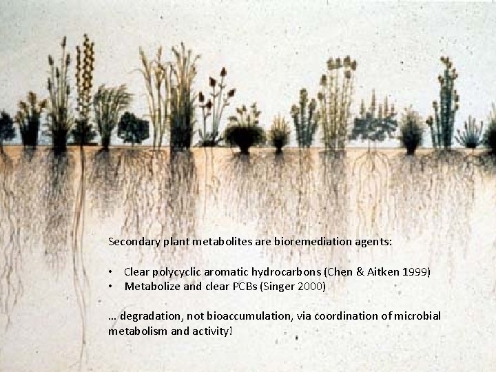 Secondary plant metabolites are bioremediation agents: • Clear polycyclic aromatic hydrocarbons (Chen & Aitken