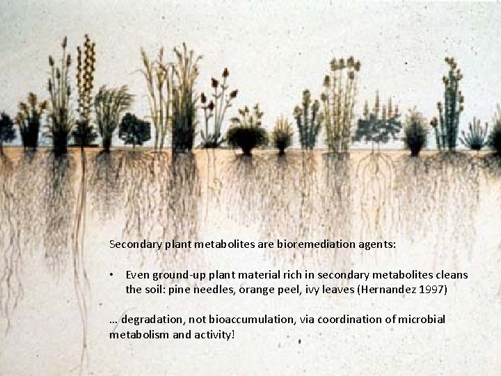 Secondary plant metabolites are bioremediation agents: • Even ground-up plant material rich in secondary