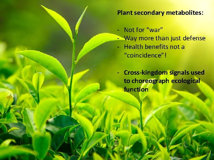 Plant secondary metabolites: - Not for “war” - Way more than just defense -