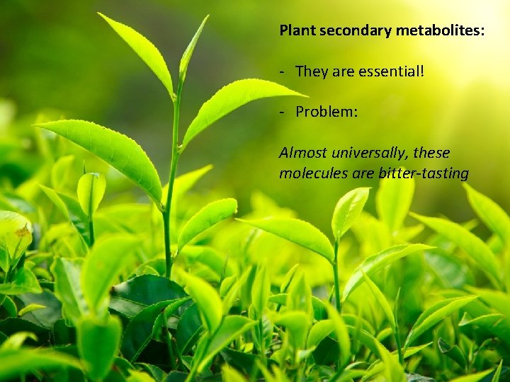 Plant secondary metabolites: - They are essential! - Problem: Almost universally, these molecules are