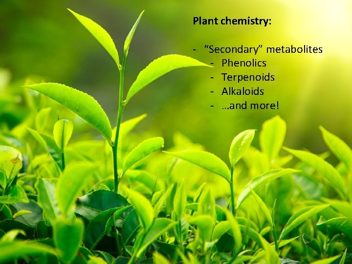 Plant chemistry: - “Secondary” metabolites - Phenolics - Terpenoids - Alkaloids - …and more!