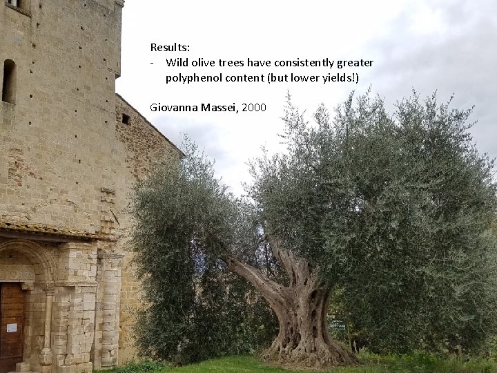 Results: - Wild olive trees have consistently greater polyphenol content (but lower yields!) Giovanna