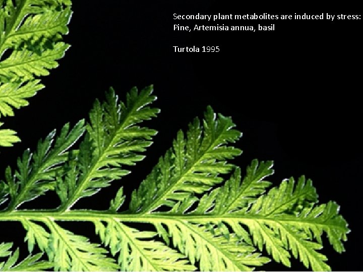 Secondary plant metabolites are induced by stress: Pine, Artemisia annua, basil Turtola 1995 