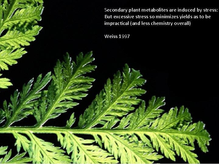 Secondary plant metabolites are induced by stress: But excessive stress so minimizes yields as