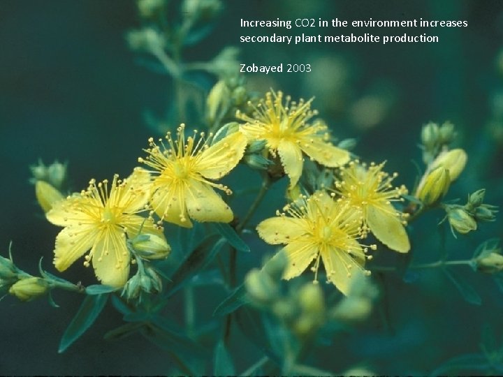 Increasing CO 2 in the environment increases secondary plant metabolite production Zobayed 2003 