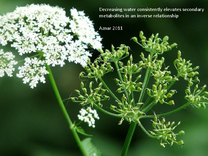 Decreasing water consistently elevates secondary metabolites in an inverse relationship Aznar 2011 