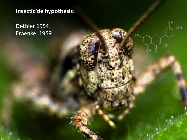 Insecticide hypothesis: Dethier 1954 Fraenkel 1959 