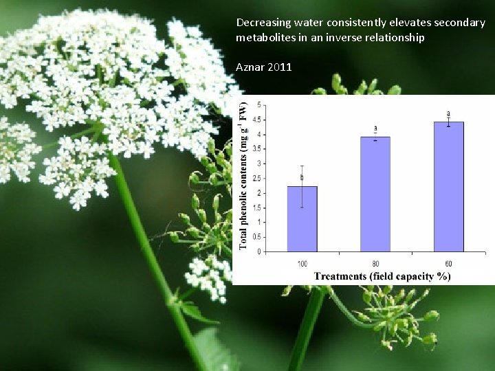 Decreasing water consistently elevates secondary metabolites in an inverse relationship Aznar 2011 