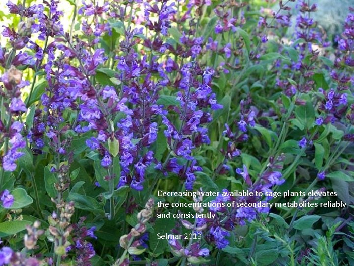 Decreasing water available to sage plants elevates the concentrations of secondary metabolites reliably and