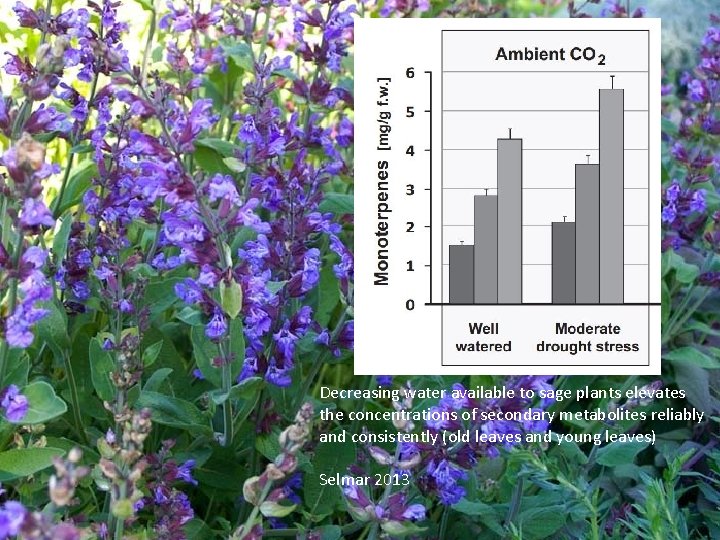 Decreasing water available to sage plants elevates the concentrations of secondary metabolites reliably and