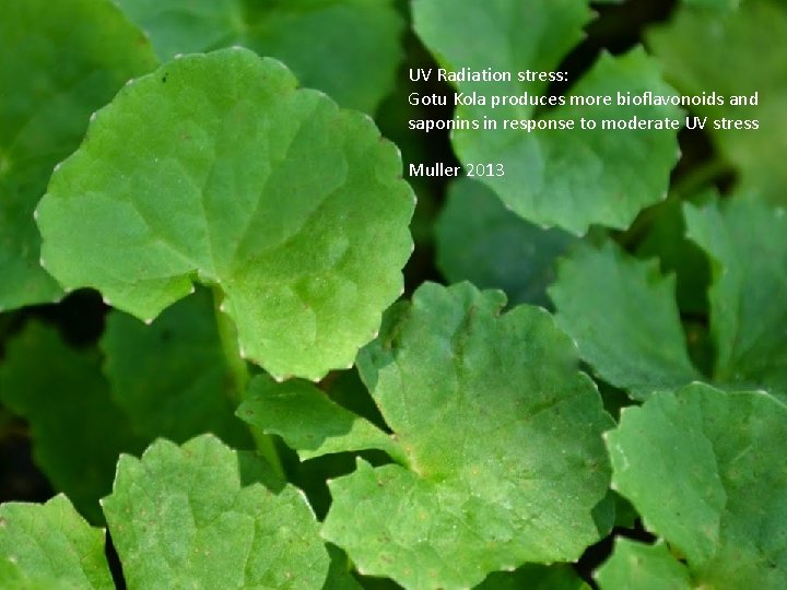 UV Radiation stress: Gotu Kola produces more bioflavonoids and saponins in response to moderate