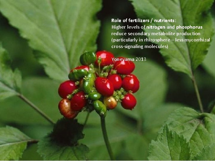 Role of fertilizers / nutrients: Higher levels of nitrogen and phosphorus reduce secondary metabolite