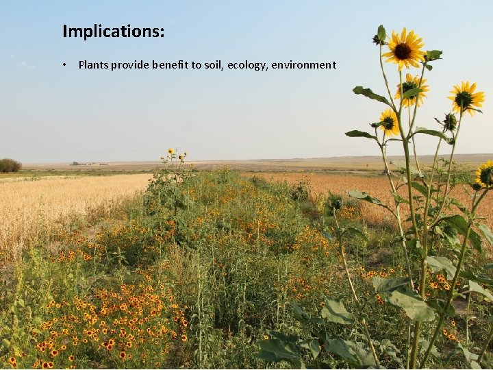 Implications: • Plants provide benefit to soil, ecology, environment 