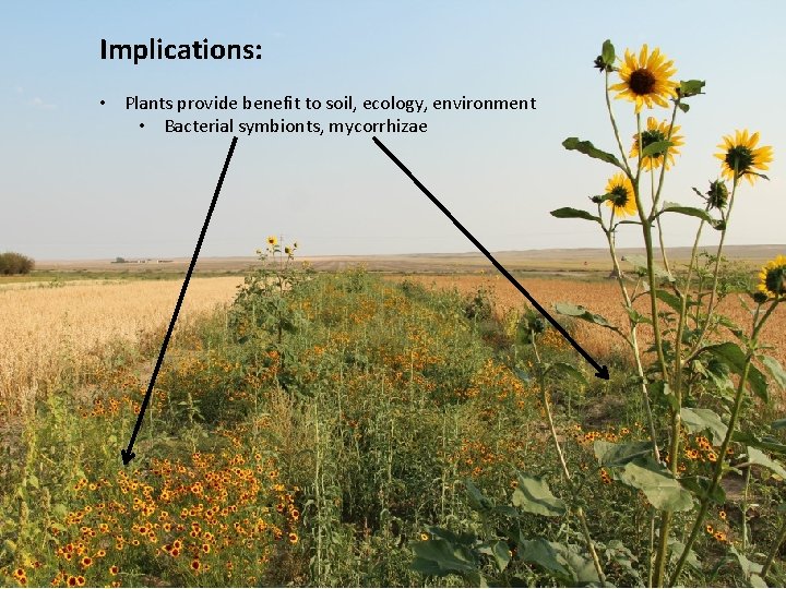 Implications: • Plants provide benefit to soil, ecology, environment • Bacterial symbionts, mycorrhizae 