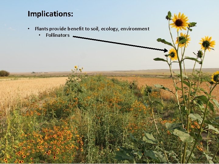 Implications: • Plants provide benefit to soil, ecology, environment • Pollinators 