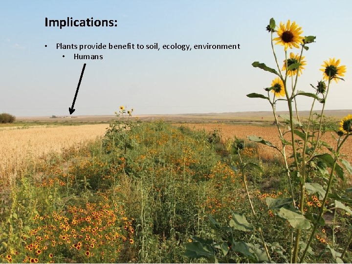 Implications: • Plants provide benefit to soil, ecology, environment • Humans 