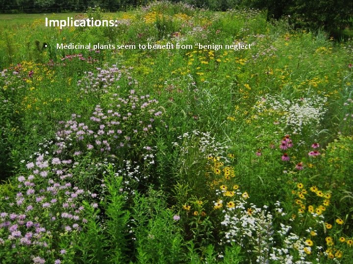 Implications: • Medicinal plants seem to benefit from “benign neglect” 