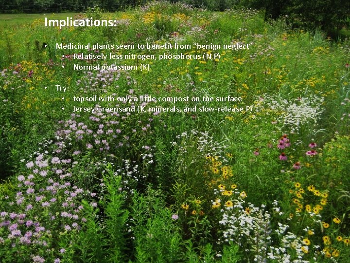 Implications: • Medicinal plants seem to benefit from “benign neglect” • Relatively less nitrogen,