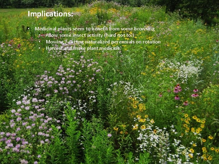 Implications: • Medicinal plants seem to benefit from some browsing • Allow some insect