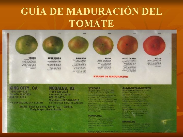 GUÍA DE MADURACIÓN DEL TOMATE 
