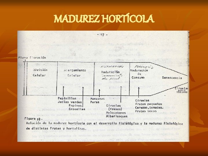 MADUREZ HORTÍCOLA 