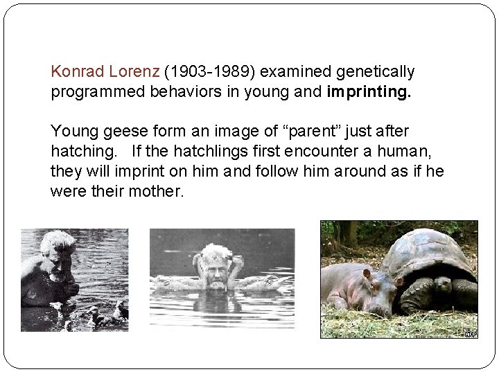 Konrad Lorenz (1903 -1989) examined genetically programmed behaviors in young and imprinting. Young geese