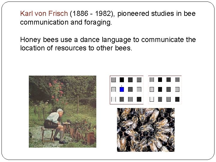 Karl von Frisch (1886 - 1982), pioneered studies in bee communication and foraging. Honey