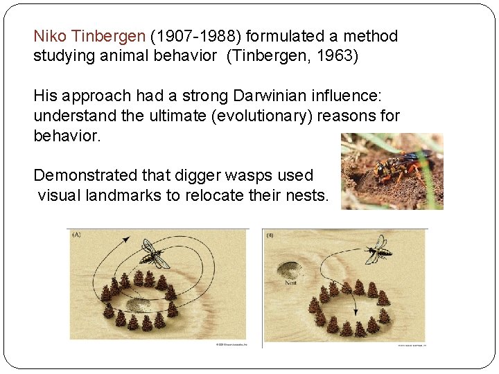 Niko Tinbergen (1907 -1988) formulated a method studying animal behavior (Tinbergen, 1963) His approach