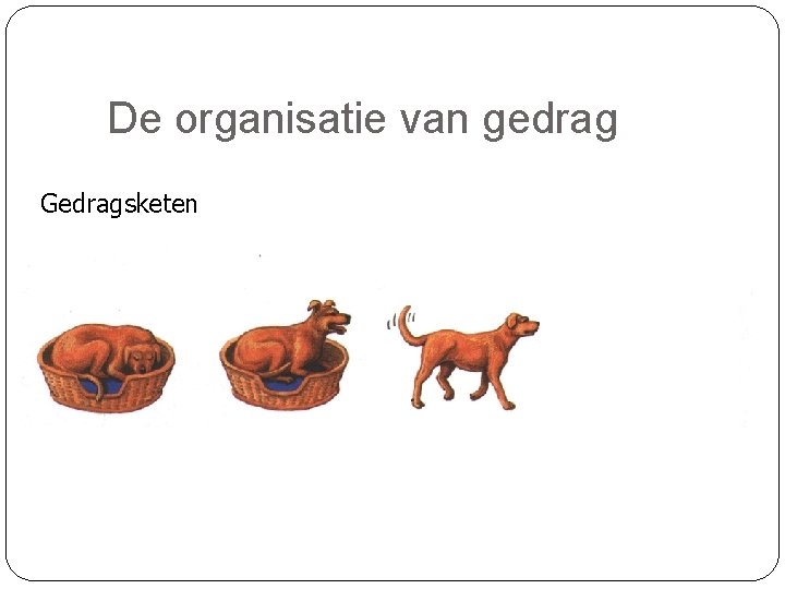 De organisatie van gedrag Gedragsketen 