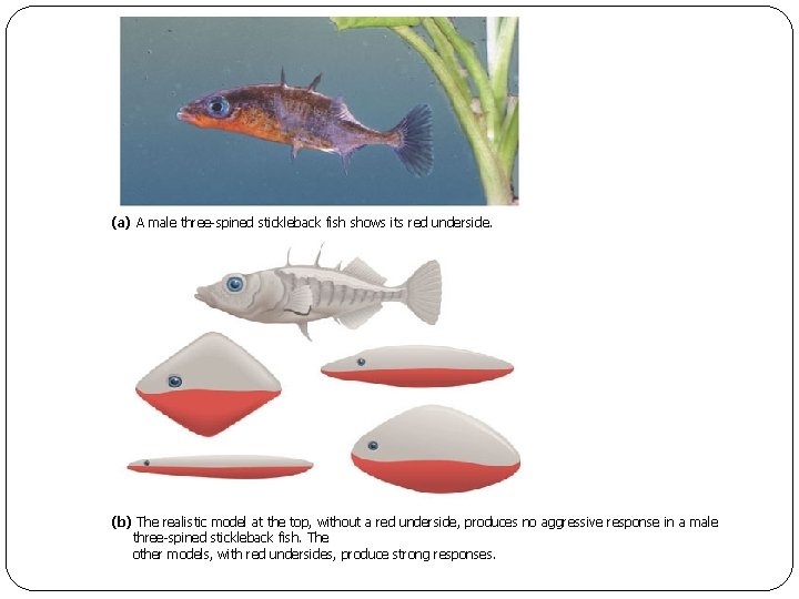 (a) A male three-spined stickleback fish shows its red underside. (b) The realistic model