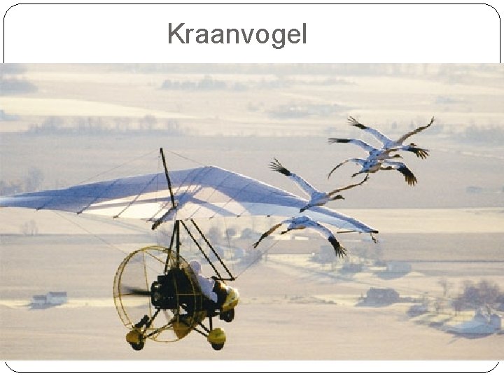 Kraanvogel 