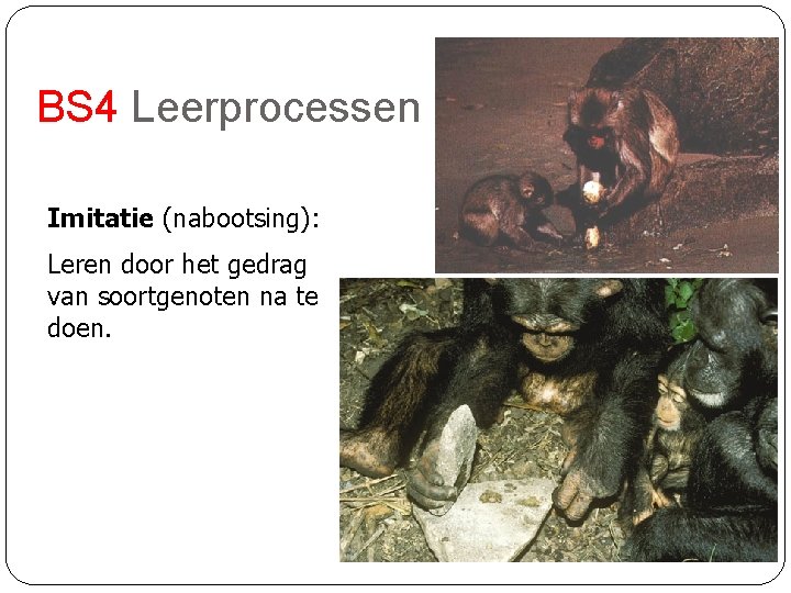 BS 4 Leerprocessen Imitatie (nabootsing): Leren door het gedrag van soortgenoten na te doen.