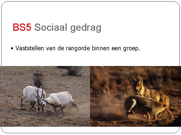 BS 5 Sociaal gedrag • Vaststellen van de rangorde binnen een groep. 