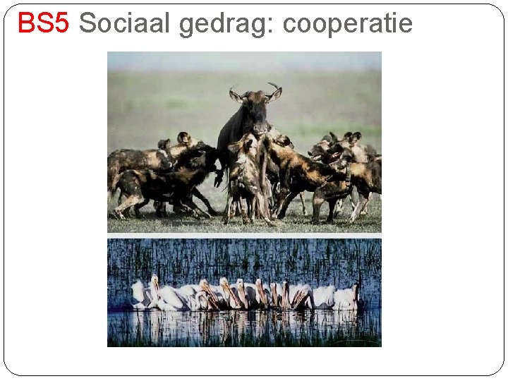 BS 5 Sociaal gedrag: cooperatie 