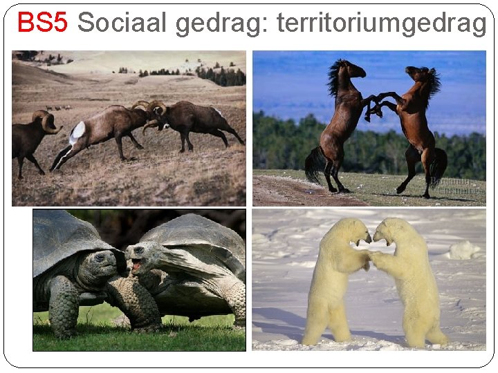 BS 5 Sociaal gedrag: territoriumgedrag 