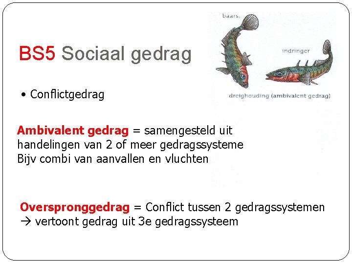 BS 5 Sociaal gedrag • Conflictgedrag Ambivalent gedrag = samengesteld uit handelingen van 2