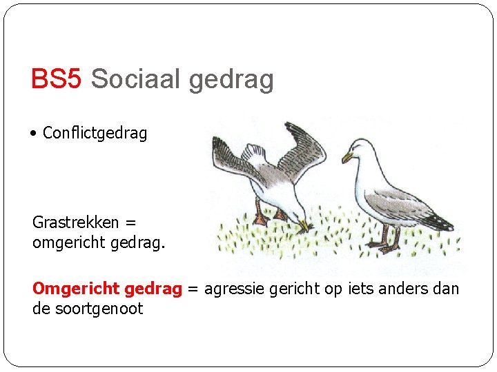 BS 5 Sociaal gedrag • Conflictgedrag Grastrekken = omgericht gedrag. Omgericht gedrag = agressie