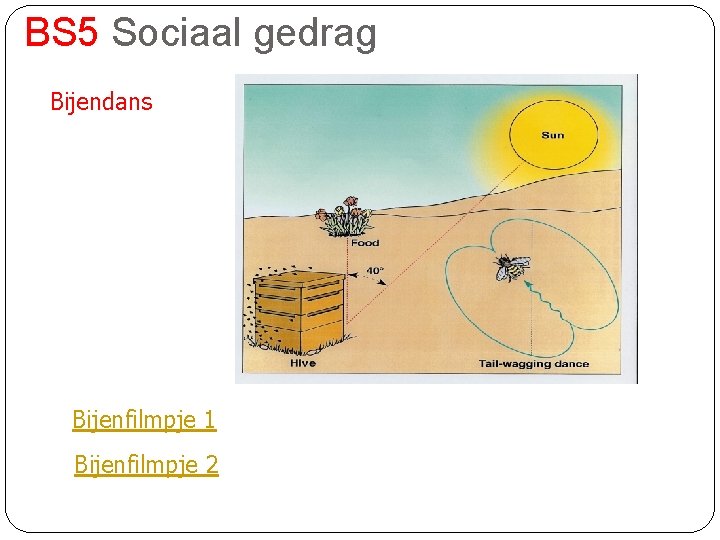 BS 5 Sociaal gedrag Bijendans Bijenfilmpje 1 Bijenfilmpje 2 