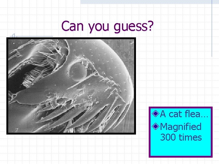 Can you guess? A cat flea… Magnified 300 times 