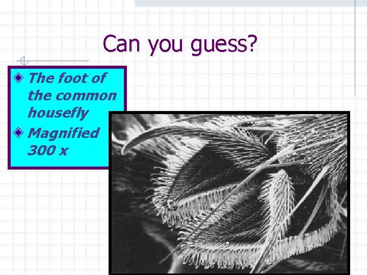 Can you guess? The foot of the common housefly Magnified 300 x 