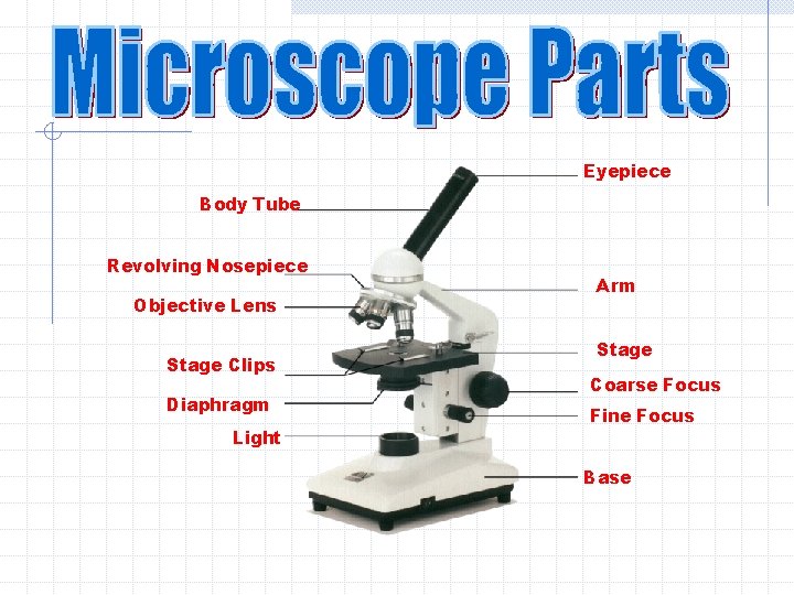 Eyepiece Body Tube Revolving Nosepiece Objective Lens Stage Clips Diaphragm Light Arm Stage Coarse